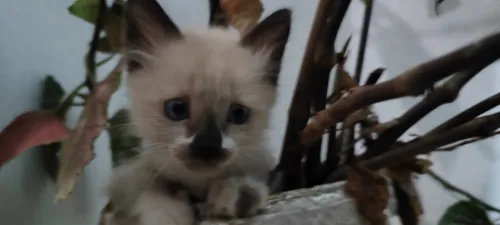 Chaton siamois 