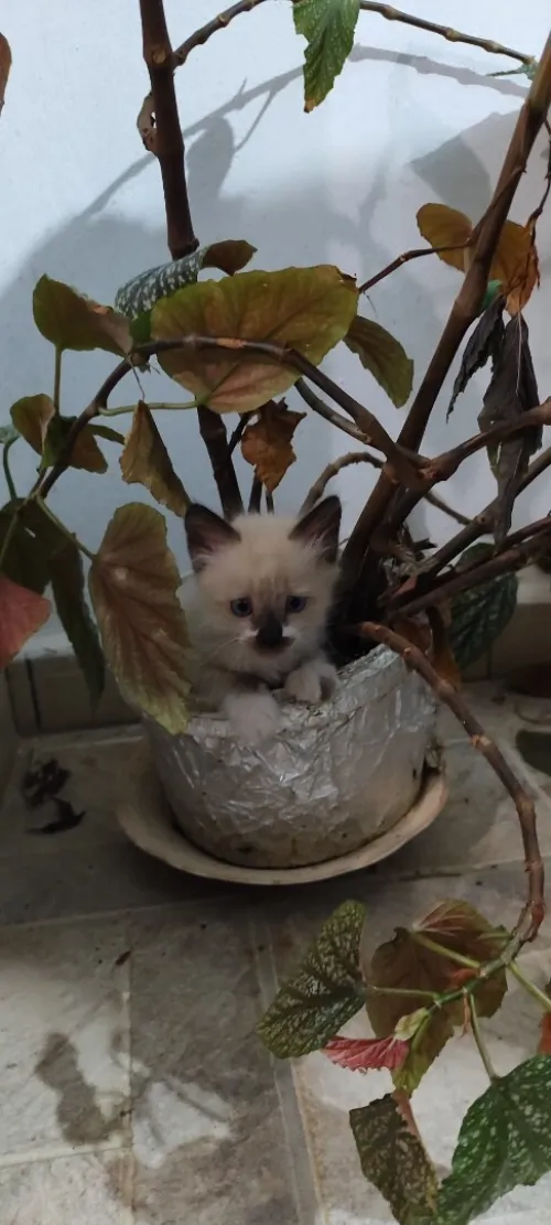 Chaton siamois 