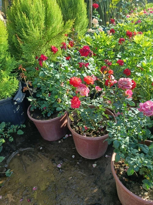 Gazon et plantes 