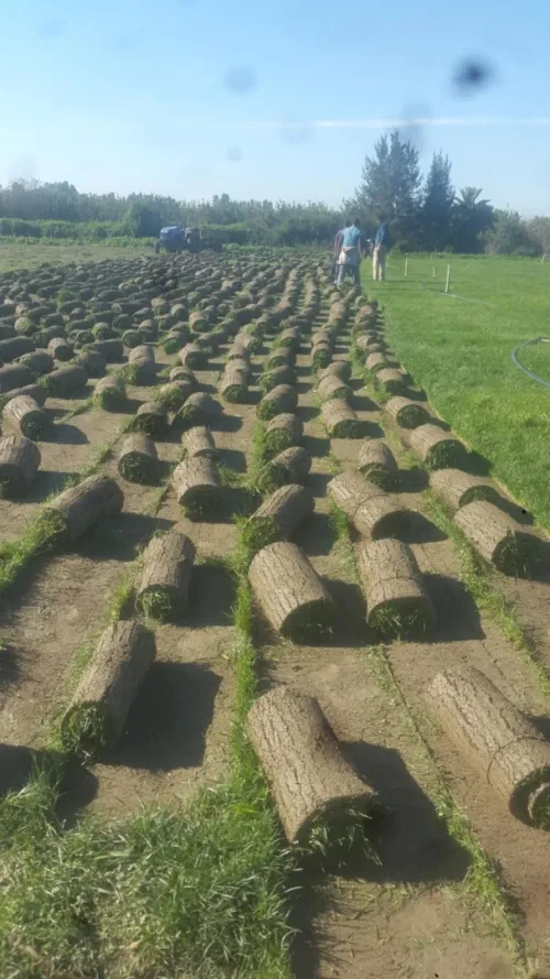 Espace vert et Gazon Naturel 