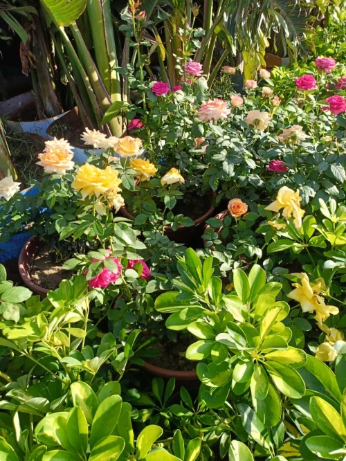 Gazon et plantes 
