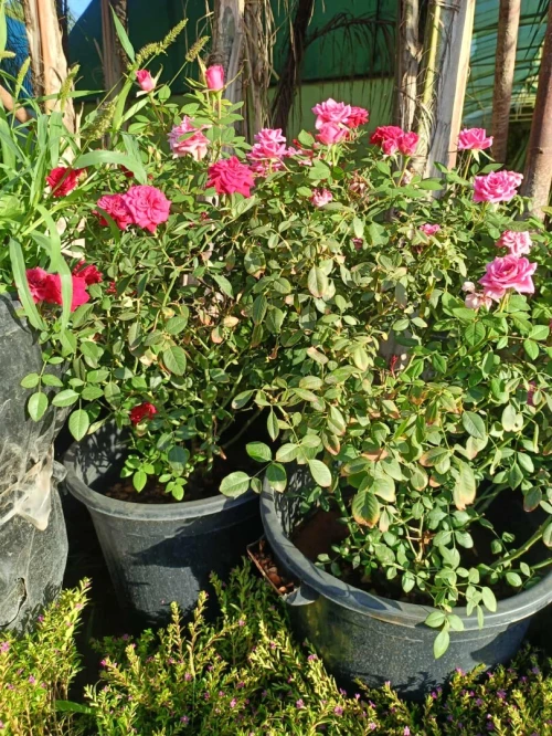 Gazon et plantes 