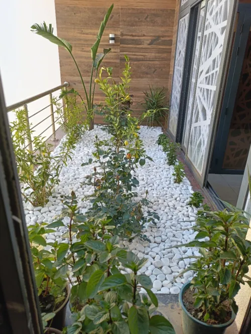 Gazon et plantes