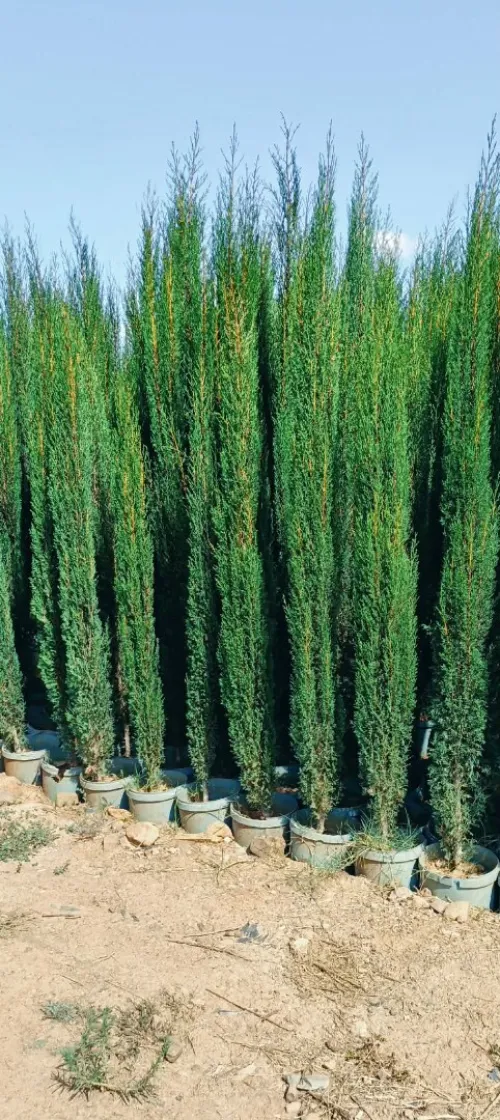 Gazon naturel et plantes