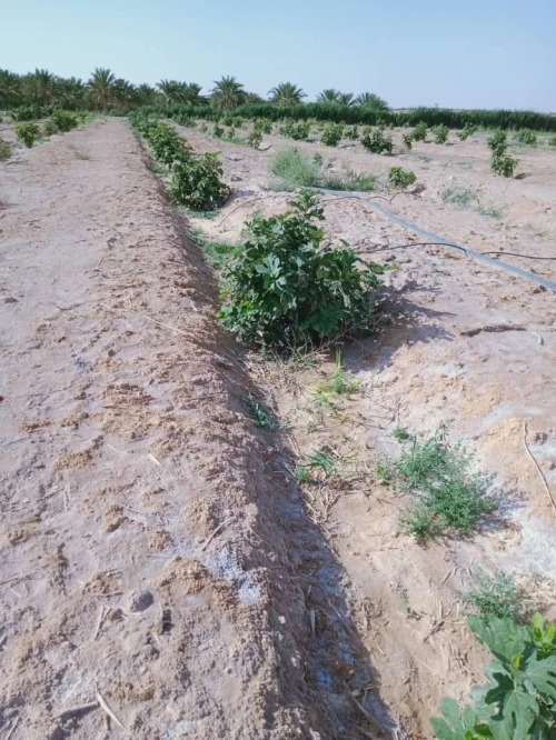 Vente Terrain Biskra Lioua