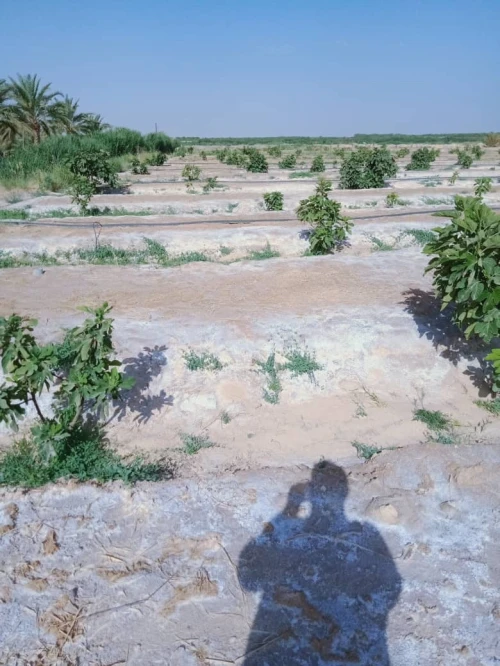 Vente Terrain Biskra Lioua