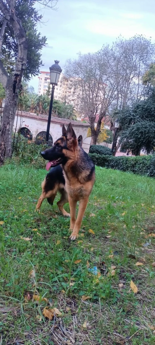 Berger Allemand 