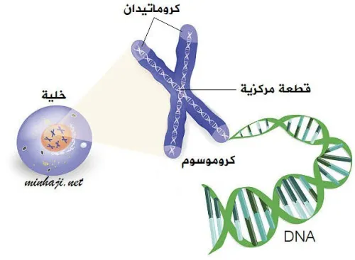 دروس الدعم في مادة العلوم الطبيعية 