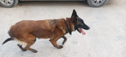 Malinois femelle 14 mois