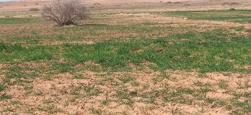 Vente Terrain Agricole Djelfa Benhar
