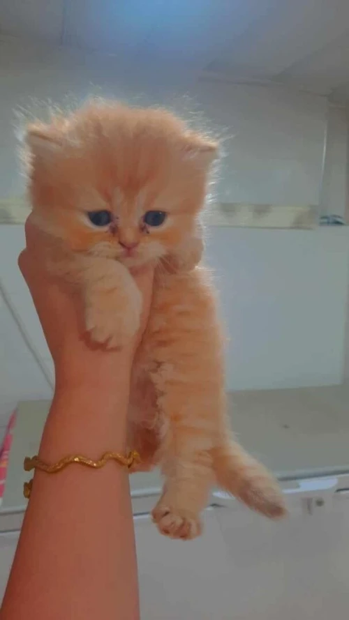 Chat  persan