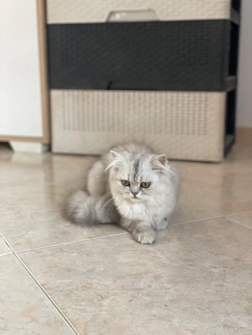 Chat Persan chinchila 