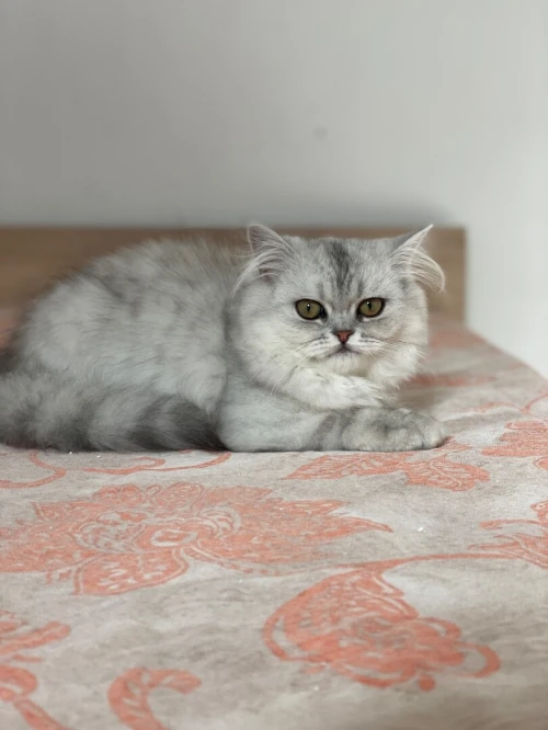 Chat Persan chinchila 