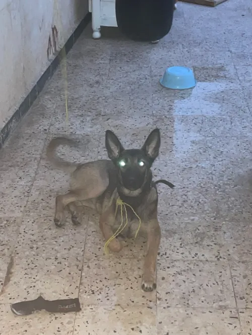 Malinois femelle 4mois