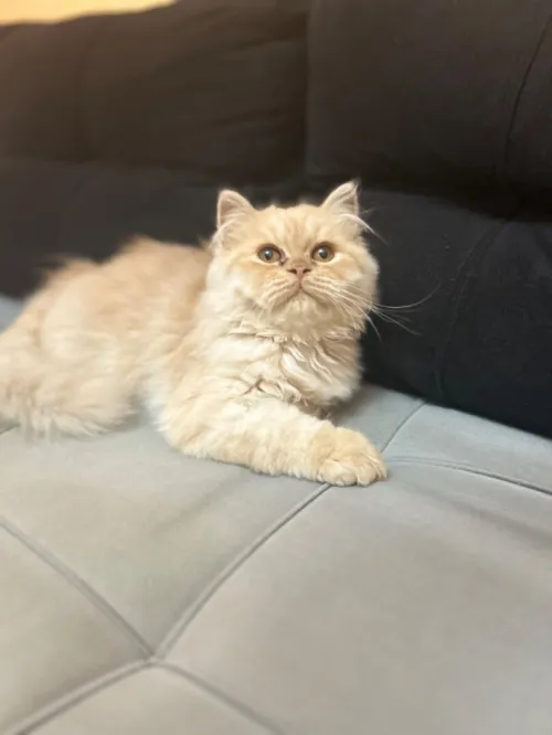 Chat persan