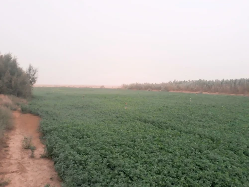 Vente Terrain Agricole Naâma El biod
