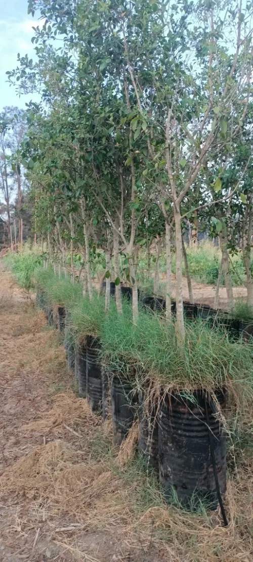 Ficus nitida ou Ficus microcarpa  "Retusa" شجرة الفيكيس