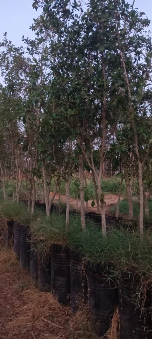 Ficus nitida ou Ficus microcarpa  "Retusa" شجرة الفيكيس