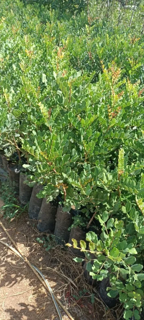 اشجار الخروب المطعم caroube royal  