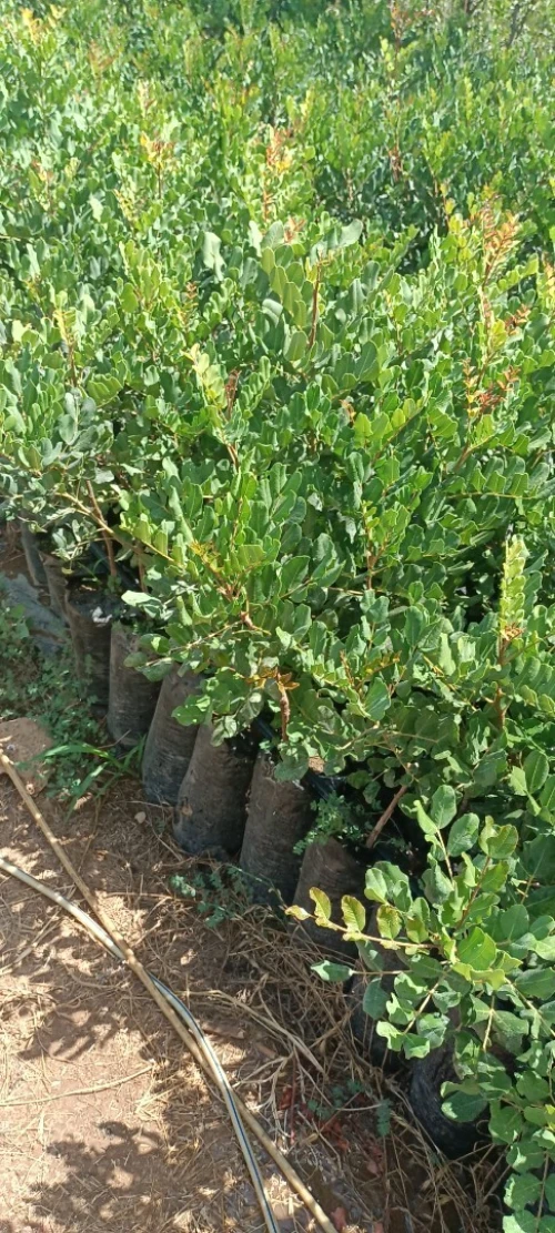اشجار الخروب المطعم caroube royal  