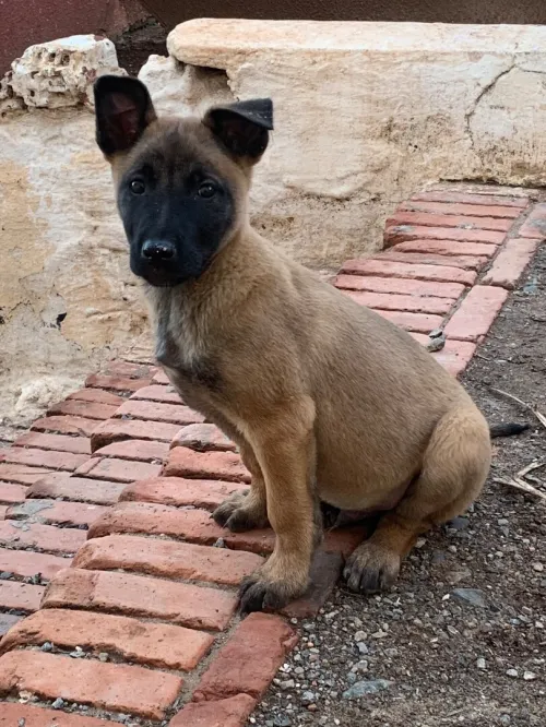 Malinois