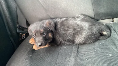 Chiot berger almand incliné 39 jour 