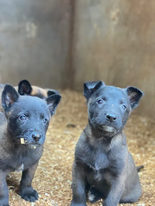 Malinois