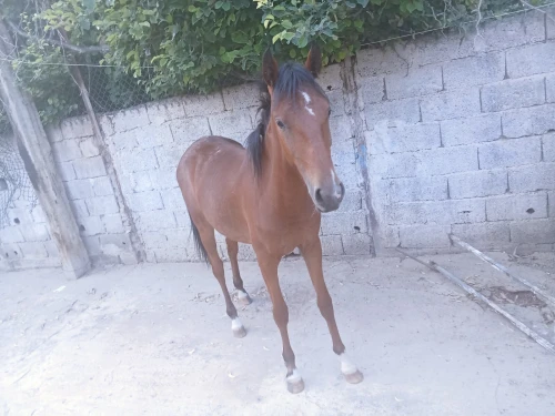 مهرة