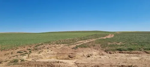 Vente Terrain Tiaret Dahmouni