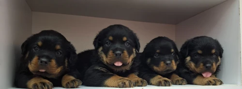 Rottweiler 