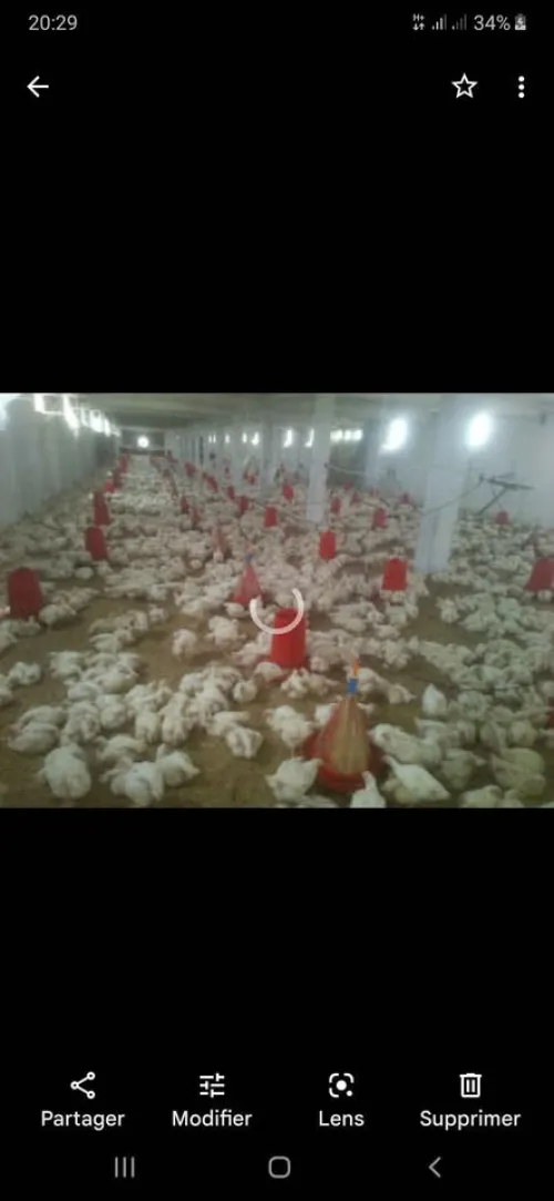 Vente Terrain Agricole Batna Lazrou