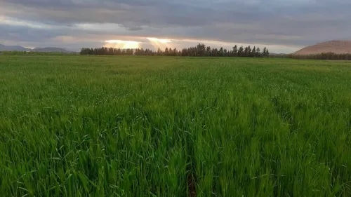 Vente Terrain Agricole Batna Lazrou