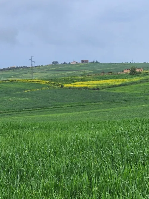 Vente Terrain Agricole Bouira Ain laloui