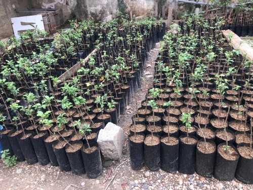 Arbres Plants Pommier 