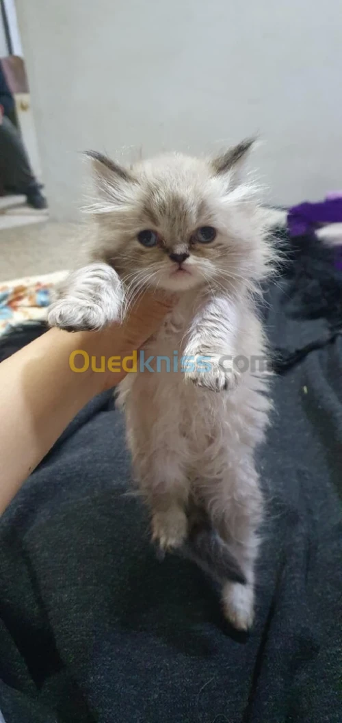 Persan chinchilla 