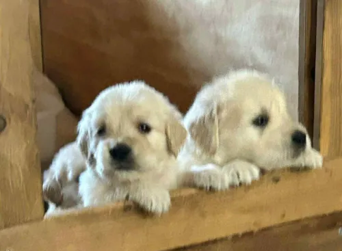 Golden retriever