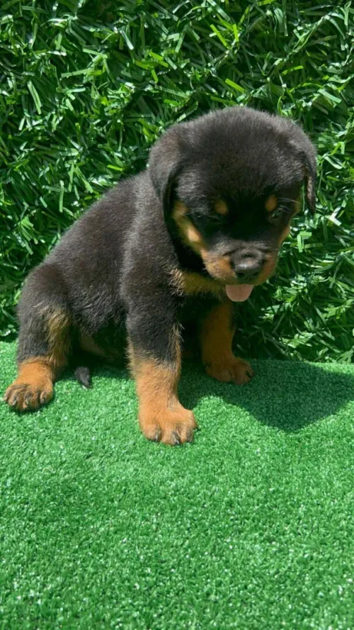 Rottweiler