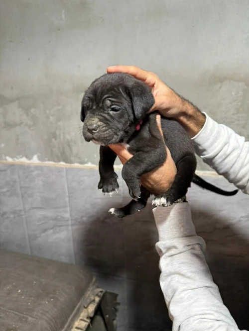 Cane corso