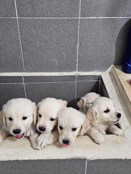 Golden retriever 
