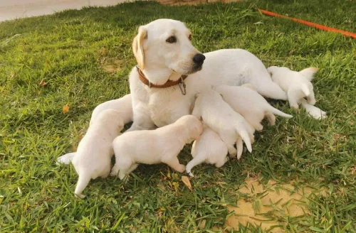 Labrador retriever