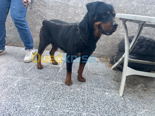 Femelle rotweiller allemand