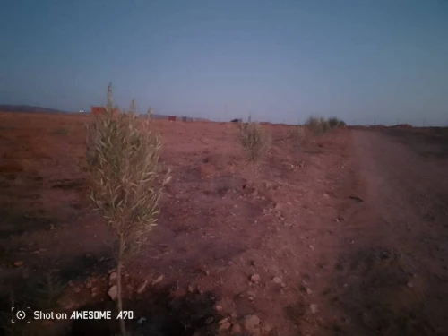 Location Terrain Agricole Saïda Youb
