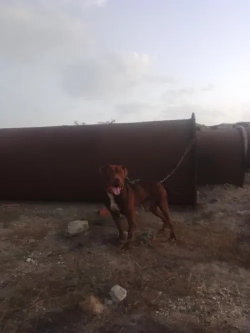 Chien pitbull red nose pure race 
