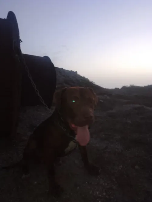 Chien pitbull red nose l pure race 