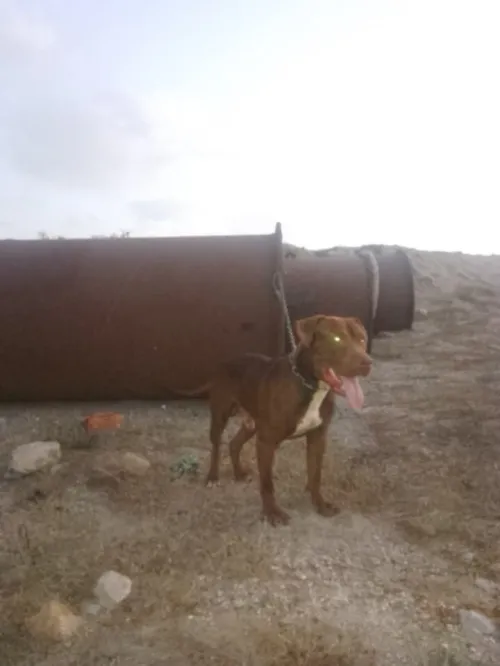 Chien pitbull red nose l pure race 