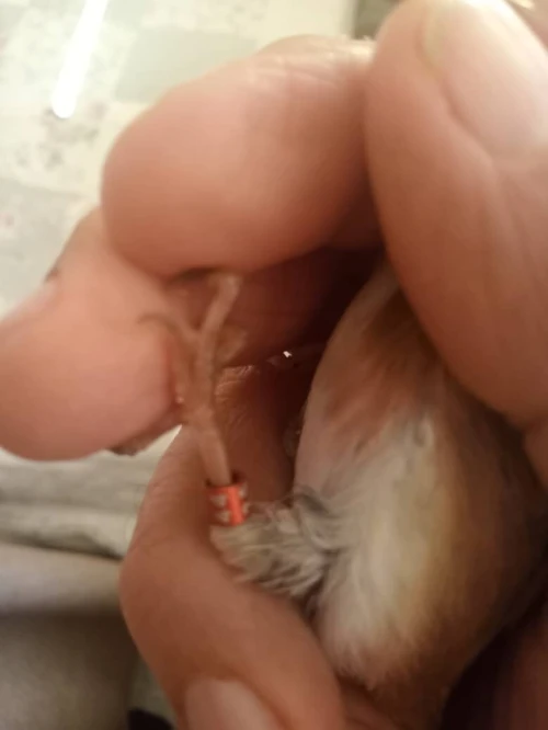 Chardonneret Fevé Femelle