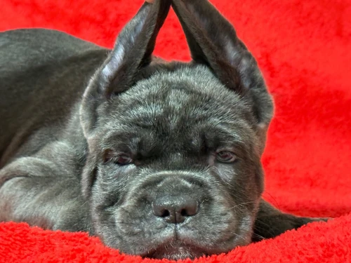 Cane corso