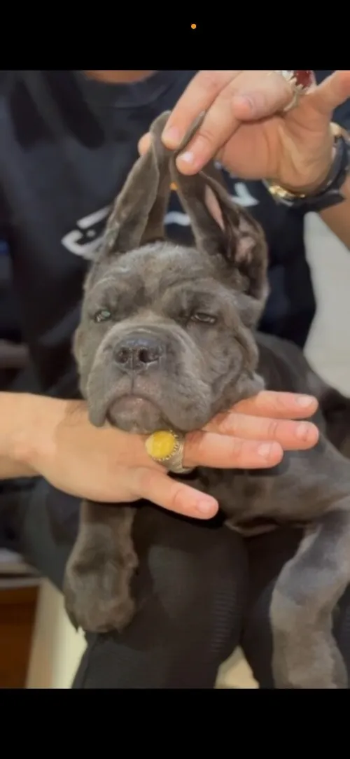 Cane corso femelle