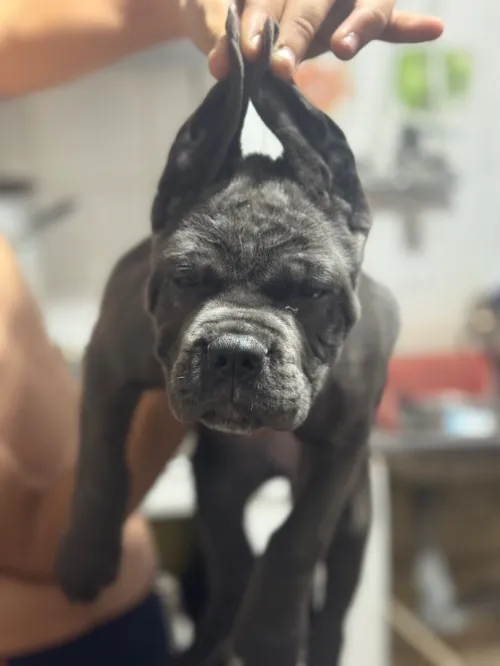 Une super belle femelle cane corso agé de 2mois 