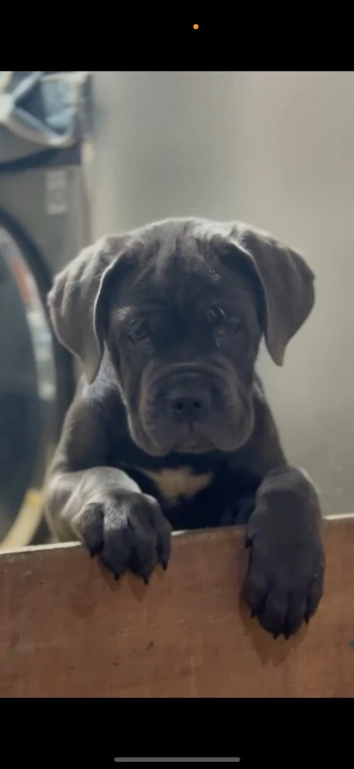 Cane corso femelle